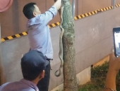 Hà Nội: Bé trai bị rắn cắn khi chơi ở công viên Linh Đàm